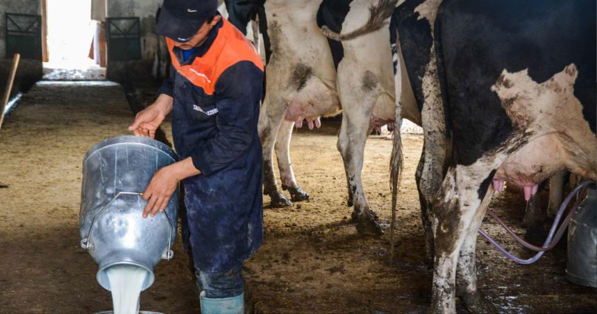 Tunisie : la filière lait et viande victime des politiques agricoles  