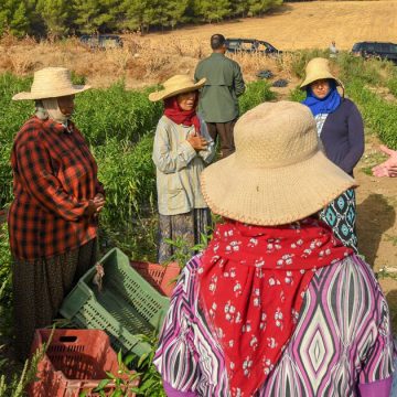 Tunisie : les ouvrières agricoles, grandes oubliées du président Kaïs Saïed