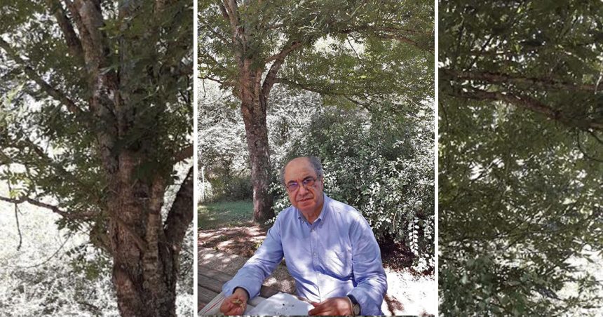Le poème du dimanche : ‘‘Arbre art poétique’’ de Tahar Bekri
