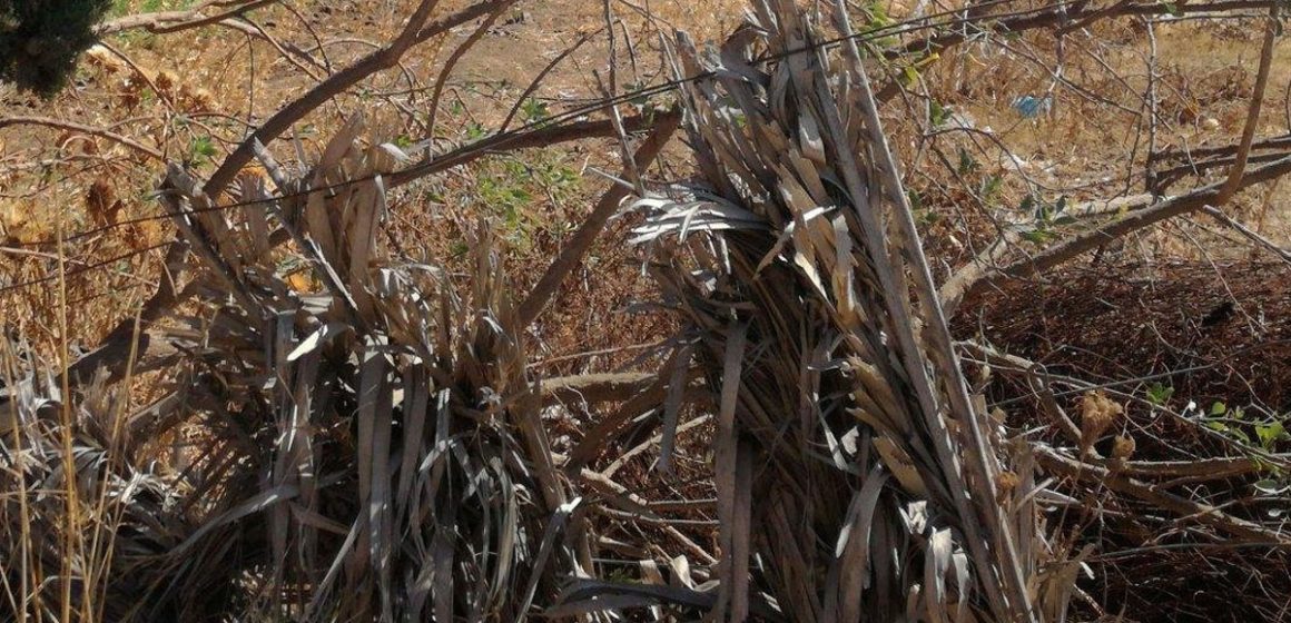 Tunisie : le gâchis des terres agricoles publiques inexploitées