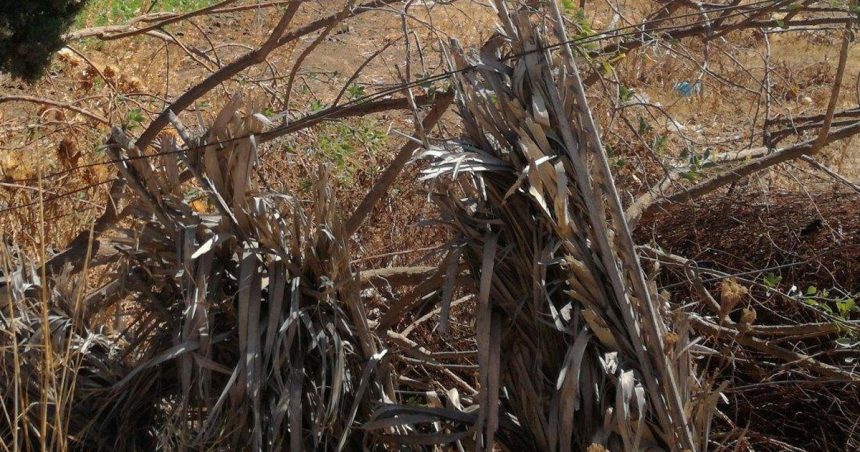 Tunisie : le gâchis des terres agricoles publiques inexploitées