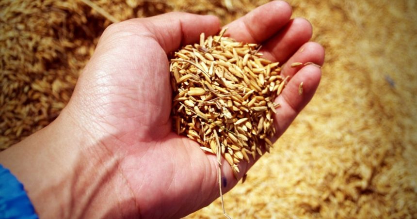 Environnement : Les agriculteurs tunisiens reviennent de plus en plus aux semences traditionnelles