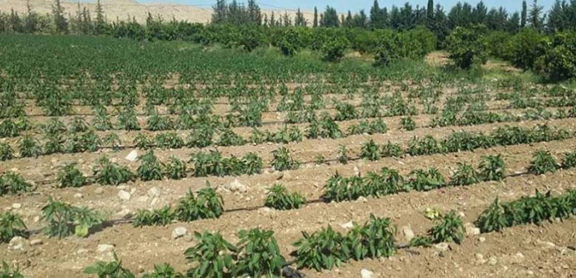Tunisie : L’État récupère un terrain domanial agricole de 7,5 ha à l’Ariana