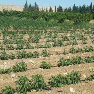 Tunisie : L’État récupère un terrain domanial agricole de 7,5 ha à l’Ariana