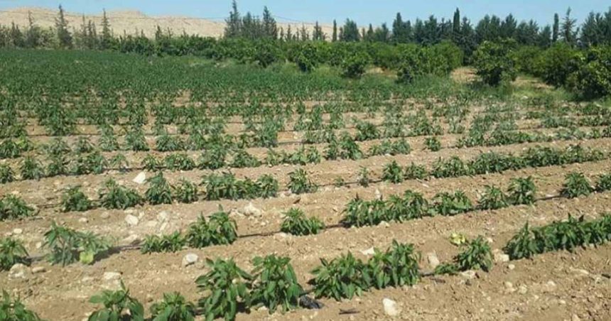 Tunisie : L’État récupère un terrain domanial agricole de 7,5 ha à l’Ariana