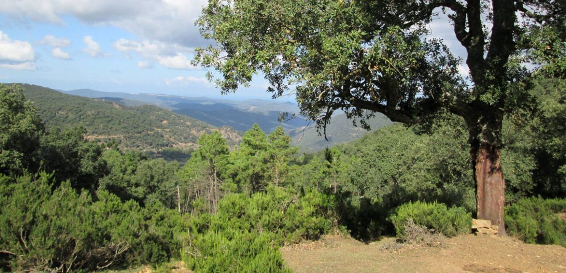 Tunisie : menace sur les forêts de chêne-liège à Ain Draham