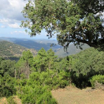 La forêt de chênes-lièges en Tunisie régresse de 600 ha par an