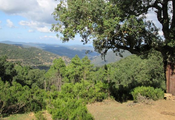La forêt de chênes-lièges en Tunisie régresse de 600 ha par an