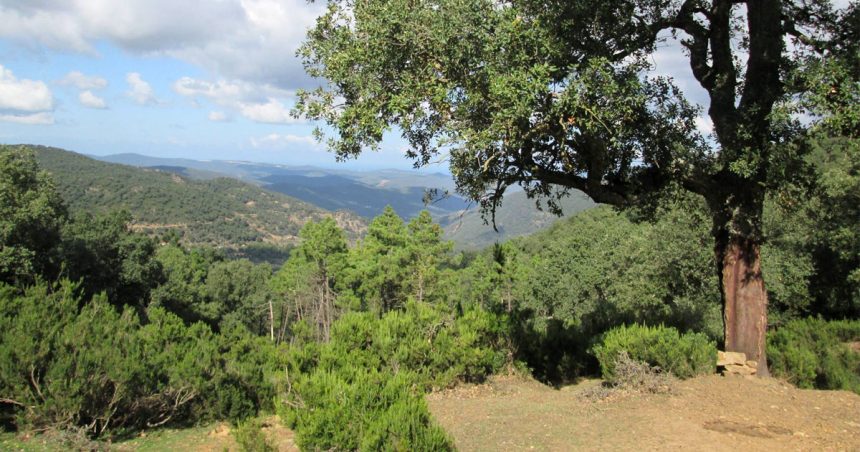 La forêt de chênes-lièges en Tunisie régresse de 600 ha par an