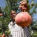 La production de la grenade tunisienne en hausse de 8%