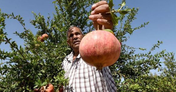 La production de la grenade tunisienne en hausse de 8%