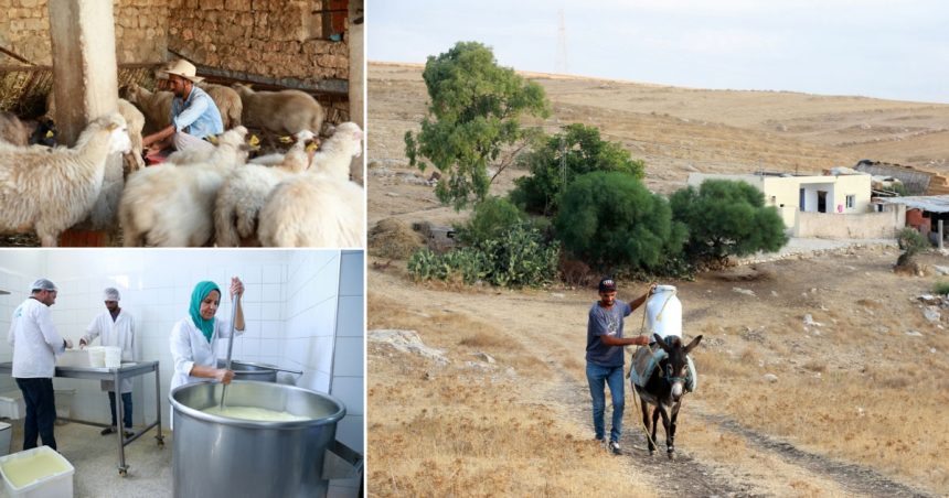 Retour à la terre en Tunisie