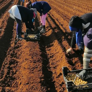 Tunisie : démarrage poussif de la saison agricole