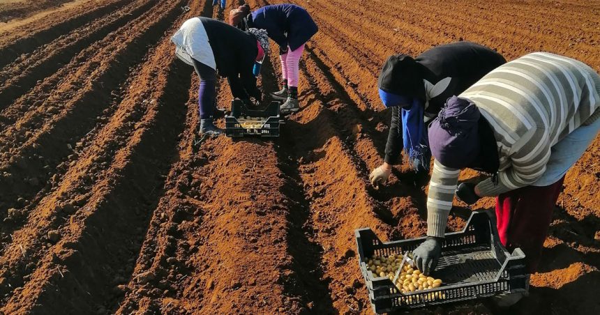 Tunisie : démarrage poussif de la saison agricole