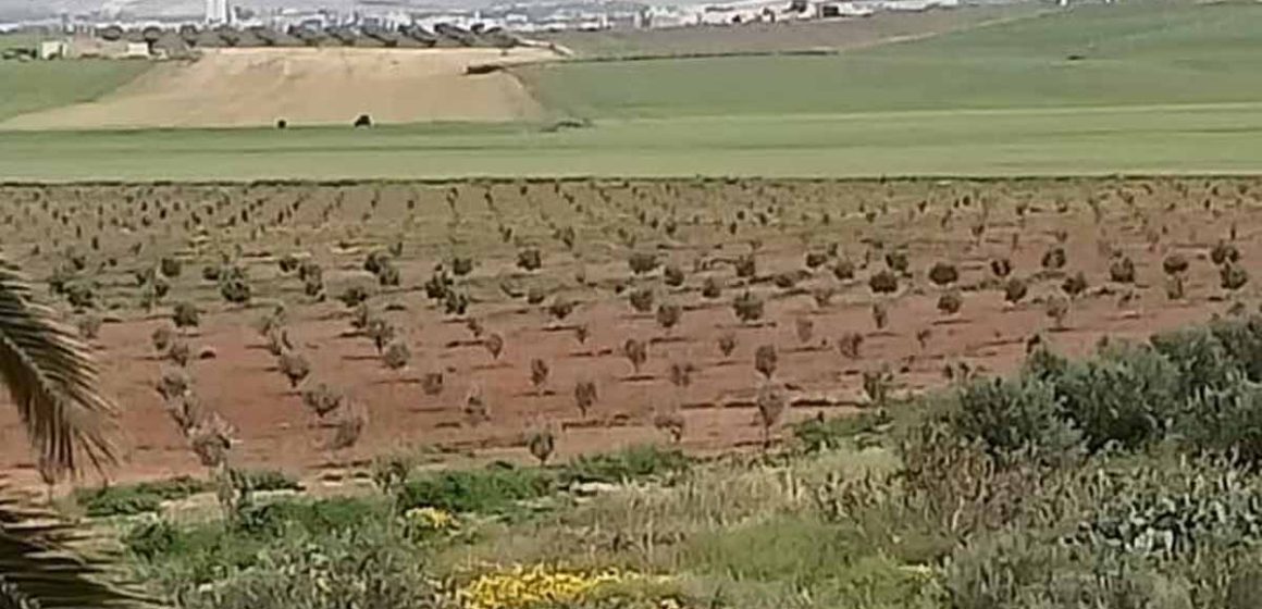 Béja : Exploités illégalement, des terrains domaniaux agricoles de 81 hectares récupérés par l’État