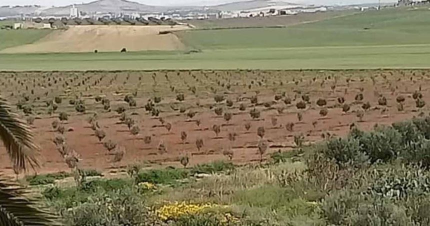 Béja : Exploités illégalement, des terrains domaniaux agricoles de 81 hectares récupérés par l’État