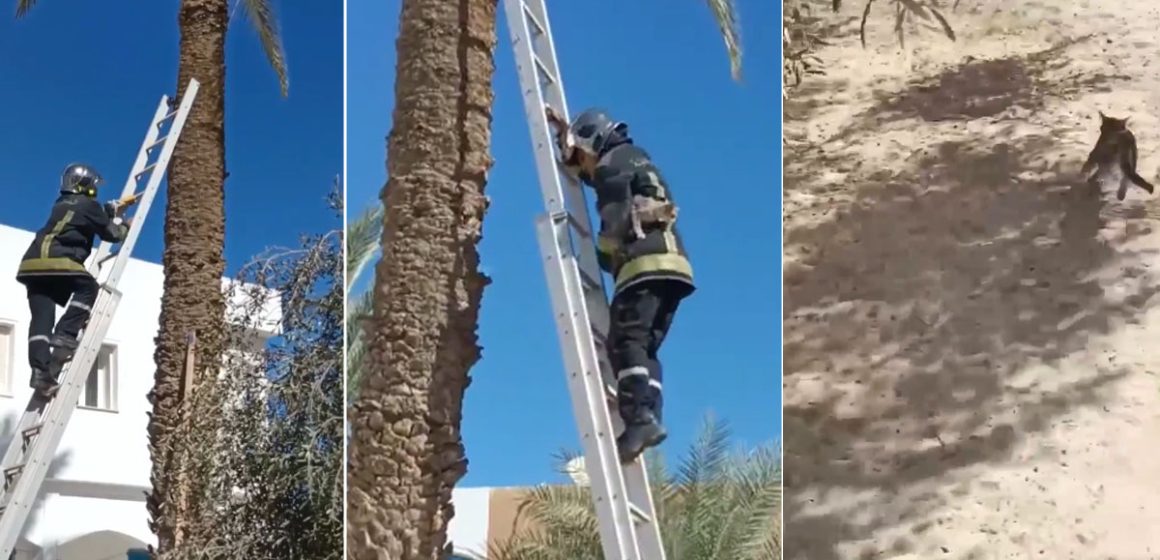 Djerba : Les pompiers au secours d’une chatte coincée dans un palmier depuis deux jours (Vidéo)