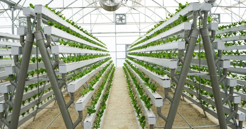 Tunisie – Italie : coopération pour la promotion de l’hydroponie
