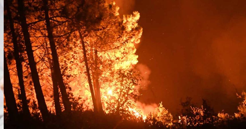 Jendouba : Les efforts se poursuivent pour maîtriser un incendie à Tabarka (Photos)