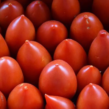 Tunisie : la production de tomates menacée par… la facturation !