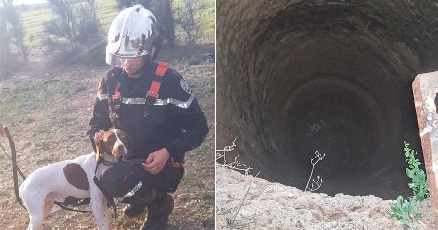 El-Haouaria : Sauvetage d’un chien coincé dans un puits profond depuis 2 jours (Photos)