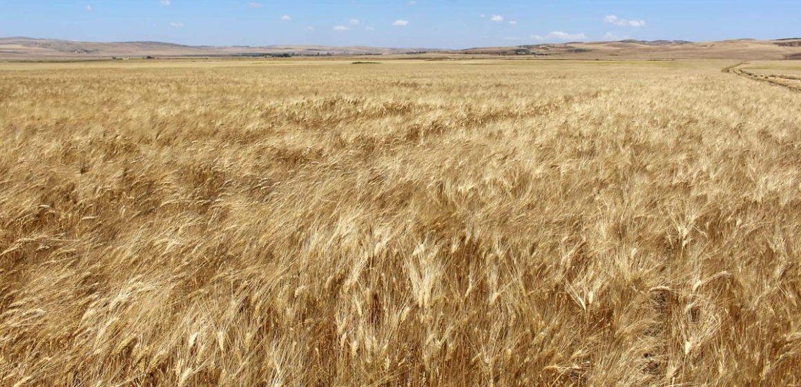 Importations record de blé cette année en Afrique du Nord