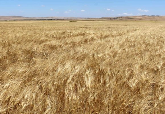 Importations record de blé cette année en Afrique du Nord