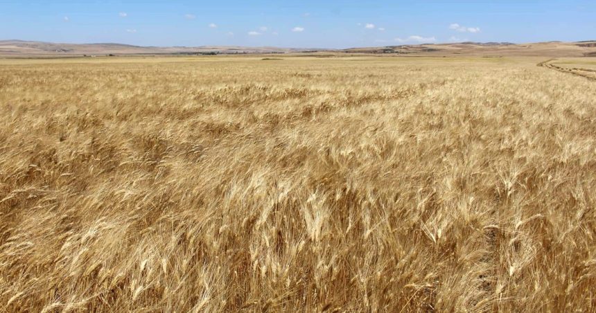 Baisse des prix des céréales sur le marché mondial en mars 2023