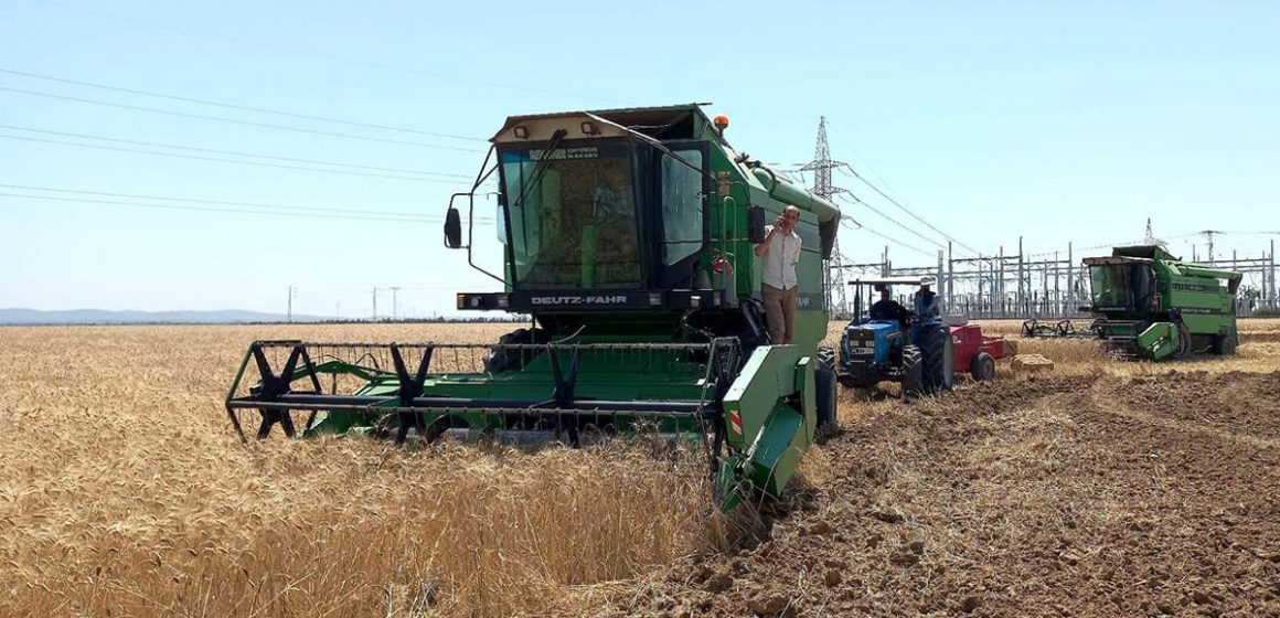 Tunisie : baisse en vue des récoltes (et hausse des importations) des céréales