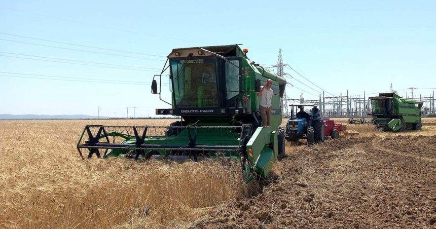 Tunisie : baisse en vue des récoltes (et hausse des importations) des céréales