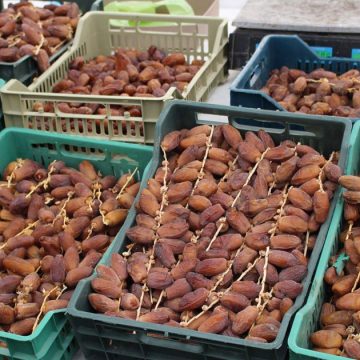Tunisie : les recettes des exportations de dattes en hausse de 6% en 2022