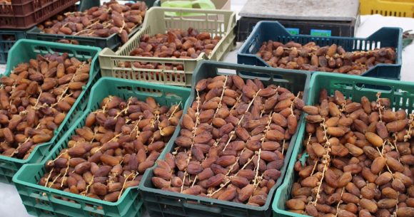 Tunisie : les recettes des exportations de dattes en hausse de 19,7%