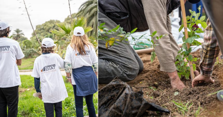 Fondation Biat : Plantation de 500 arbres dans le jardin des plantes du Belvédère de Tunis (Photos)