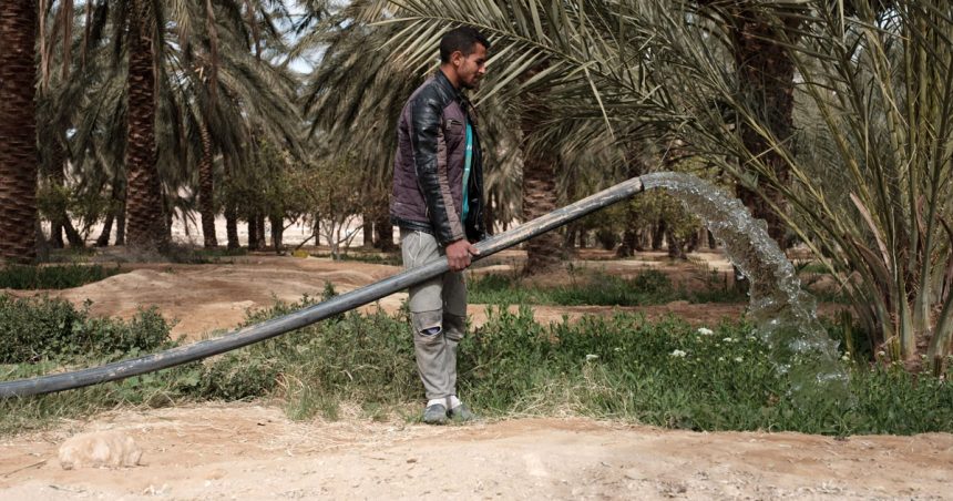 Les oasis de Gafsa affectées par le changement climatique