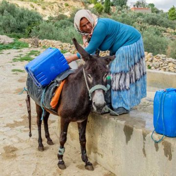 Tunisie : l’été s’annonce particulièrement chaud et sec