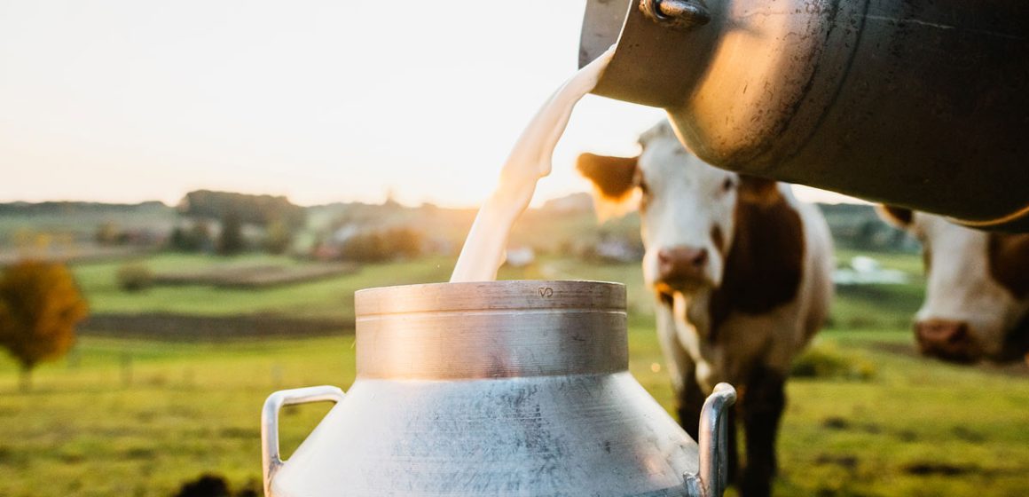 Tunisie : les agriculteurs hostiles à la détaxation des importations de lait en poudre