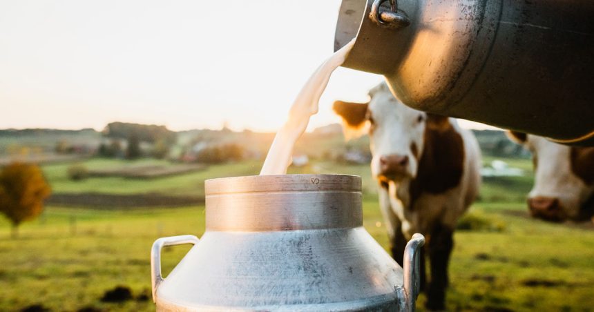 Tunisie : les agriculteurs hostiles à la détaxation des importations de lait en poudre