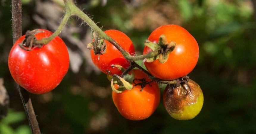 Dr. Nabat, une application pour détecter les maladies des légumes