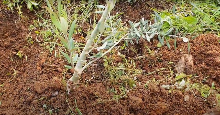 La Tunisie doit renforcer le contrôle des pesticides à usage agricole interdits