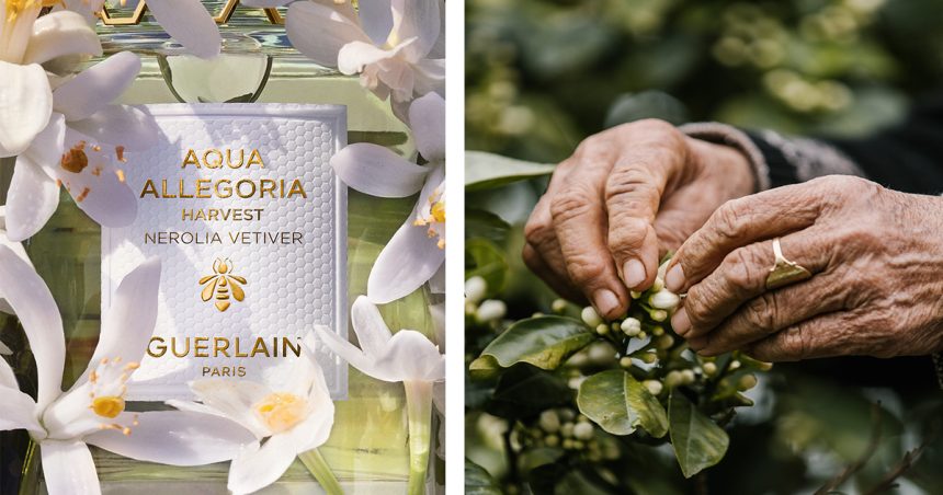 Guerlain vient chercher ses notes florales en Tunisie
