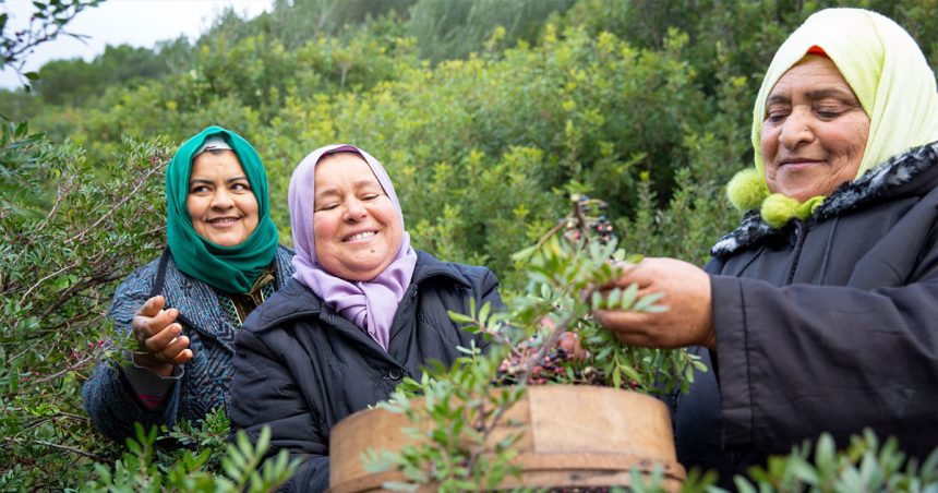 La production d’extraits de plantes médicinales et aromatiques en Tunisie