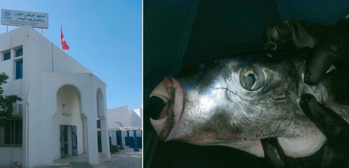 Tunisie : Saisie d’une quantité de poisson toxique au marché de gros de Sfax (Photos)