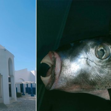 Tunisie : Saisie d’une quantité de poisson toxique au marché de gros de Sfax (Photos)