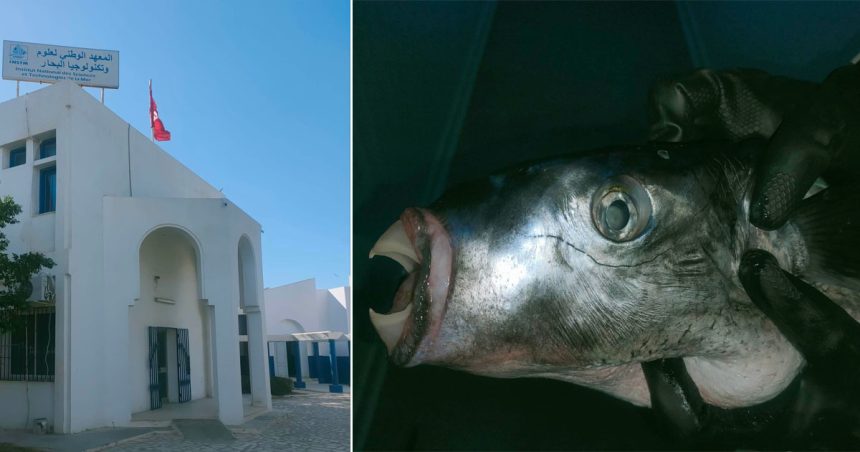 Tunisie : Saisie d’une quantité de poisson toxique au marché de gros de Sfax (Photos)