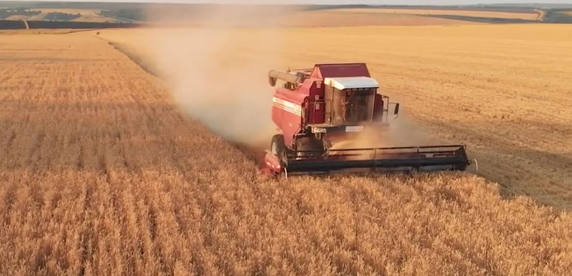 Les Tunisiens mangeront du blé américain cette année