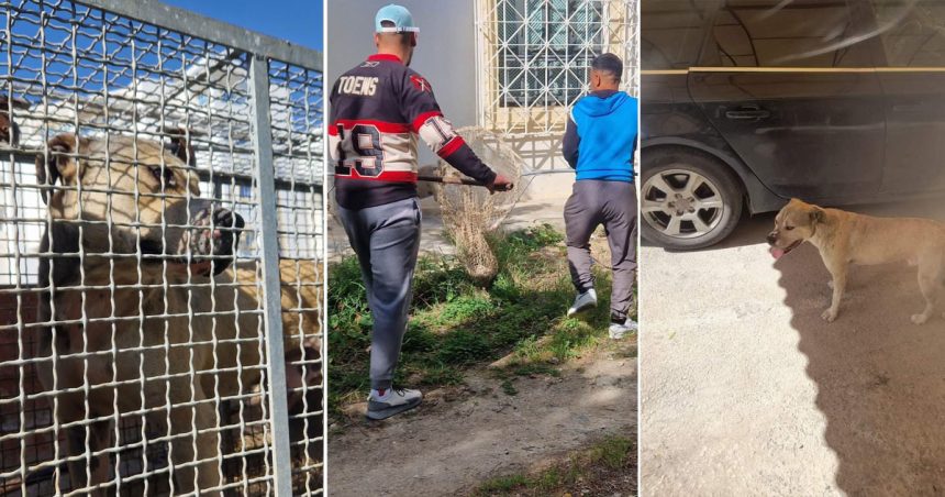 Un pitbull errant capturé et placé sous surveillance après avoir mordu un enfant à Riadh Andalous