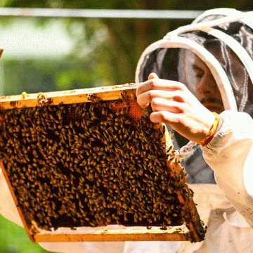 Projet de la FAO pour développer l’apiculture au Maghreb