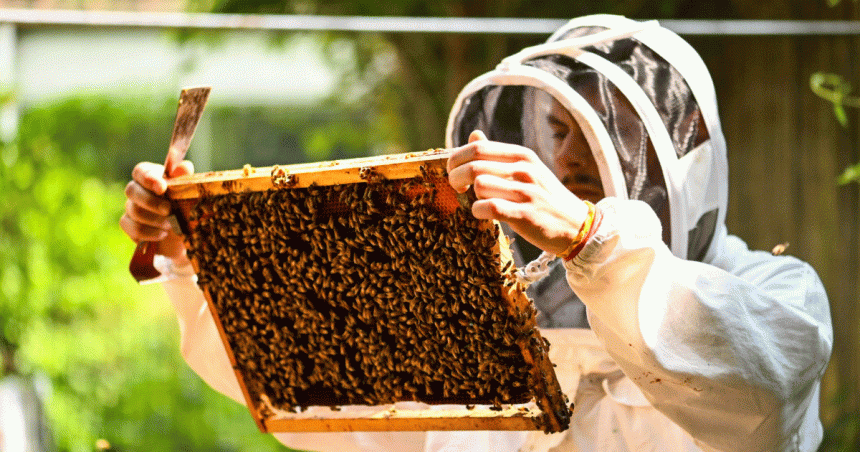 Projet de la FAO pour développer l’apiculture au Maghreb