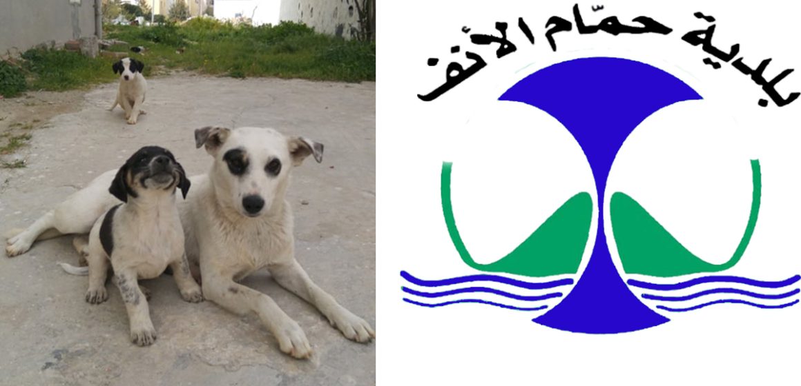 Chiens errants : La municipalité de Hammam-Lif met fin à l’abattage et adopte le programme TNR