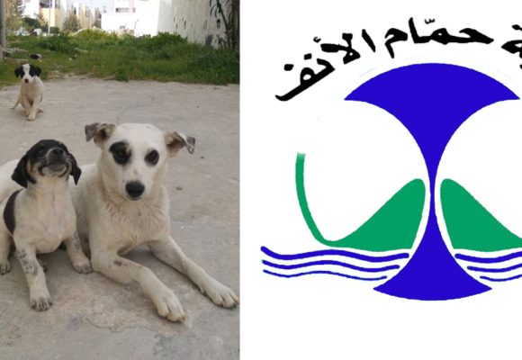 Chiens errants : La municipalité de Hammam-Lif met fin à l’abattage et adopte le programme TNR